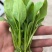 【实力推荐】鸡毛菜脆嫩清甜诚信经营，品质优先、叶绿鲜亮