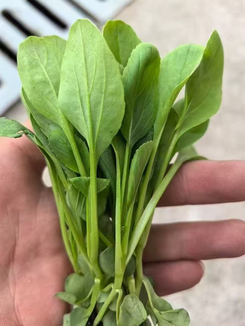 【实力推荐】鸡毛菜脆嫩清甜诚信经营，品质优先、叶绿鲜亮