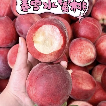 春雪毛桃水蜜桃🍑产地直发量大从优可对接全国电商市场等