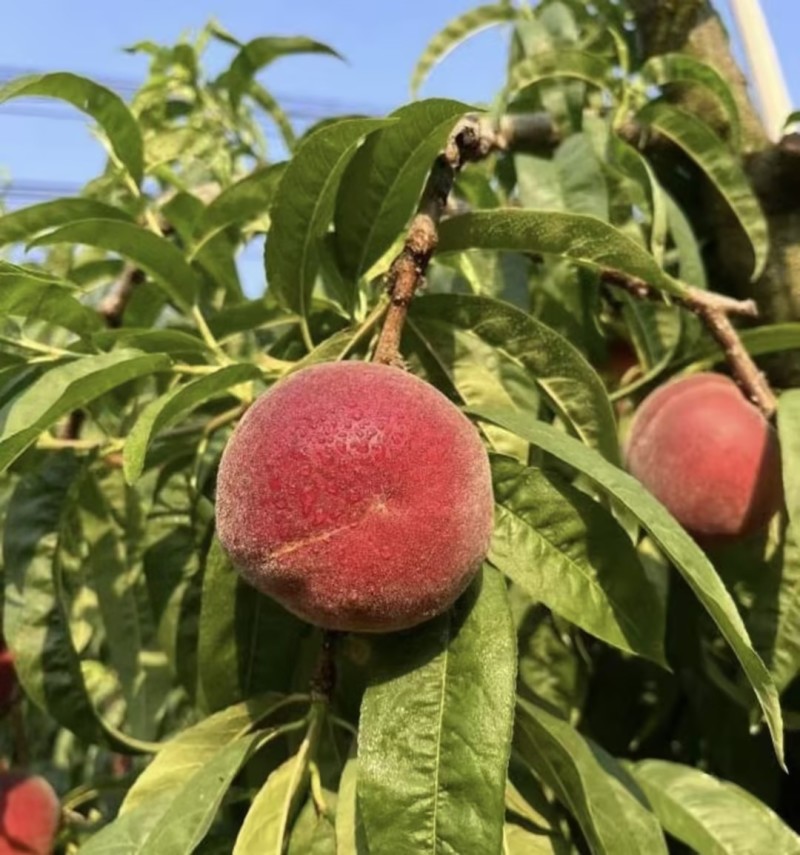 春雪毛桃水蜜桃🍑产地直发量大从优可对接全国电商市场等