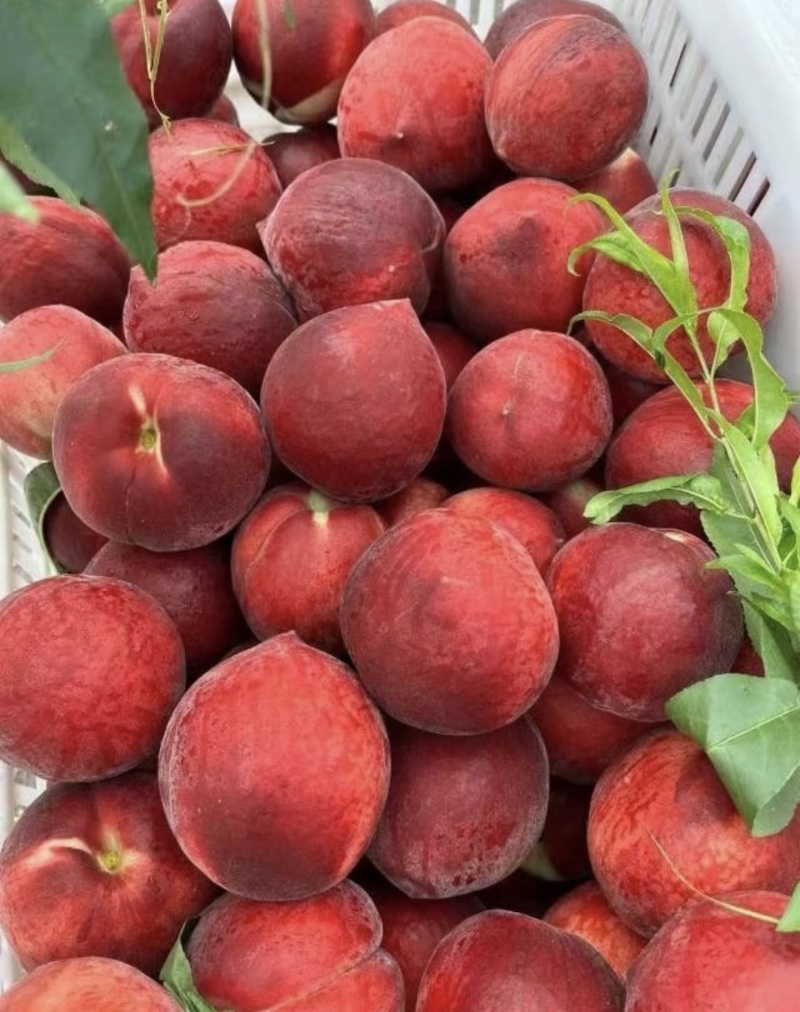 春雪毛桃水蜜桃🍑产地直发量大从优可对接全国电商市场等
