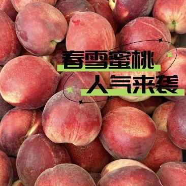 【实力推荐】春雪毛桃精品桃子品质保障可对接全国电商市场