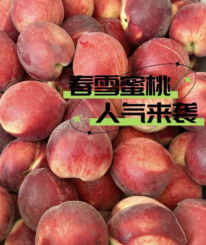 【实力推荐】春雪毛桃精品桃子品质保障可对接全国电商市场