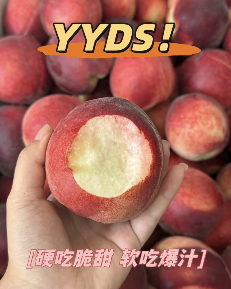 【实力推荐】春雪毛桃精品桃子品质保障可对接全国电商市场