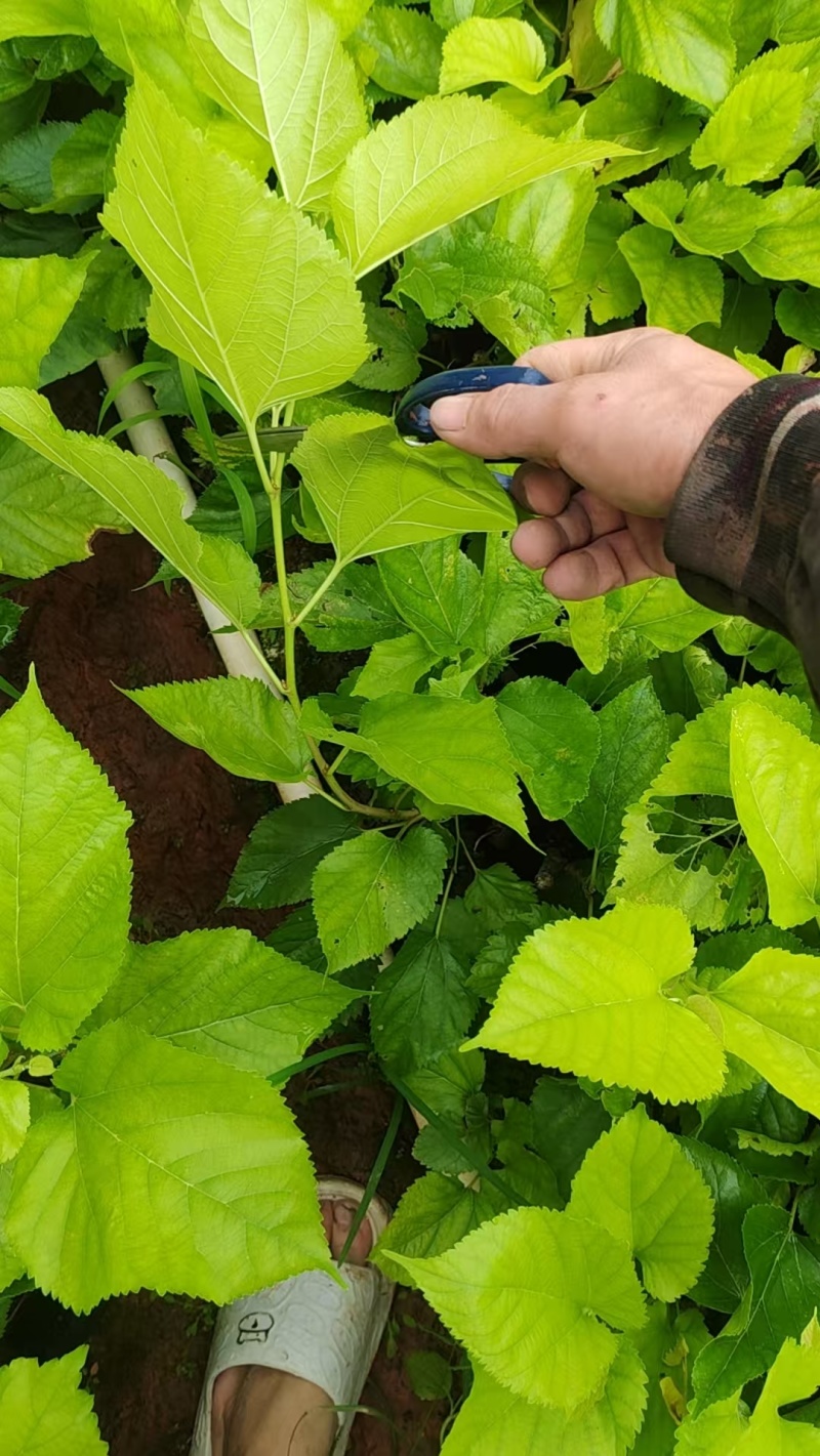 嫁接油桑树苗根系发达成活率高大量有货价格实惠欢迎联系