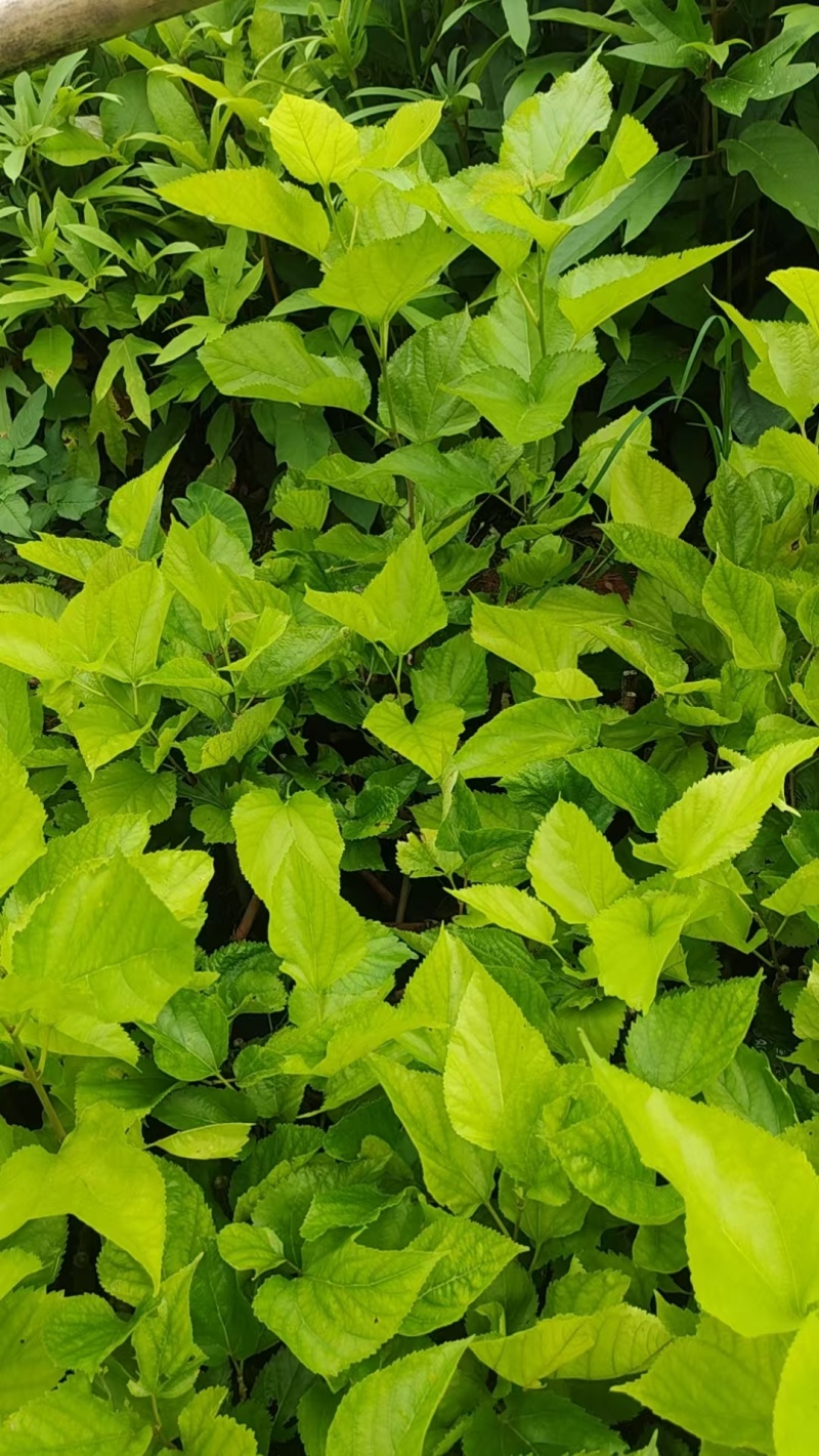 嫁接油桑树苗根系发达成活率高大量有货价格实惠欢迎联系
