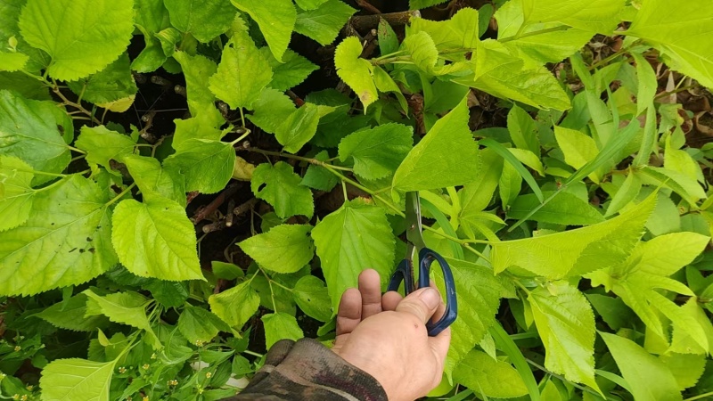 嫁接油桑树苗根系发达成活率高大量有货价格实惠欢迎联系