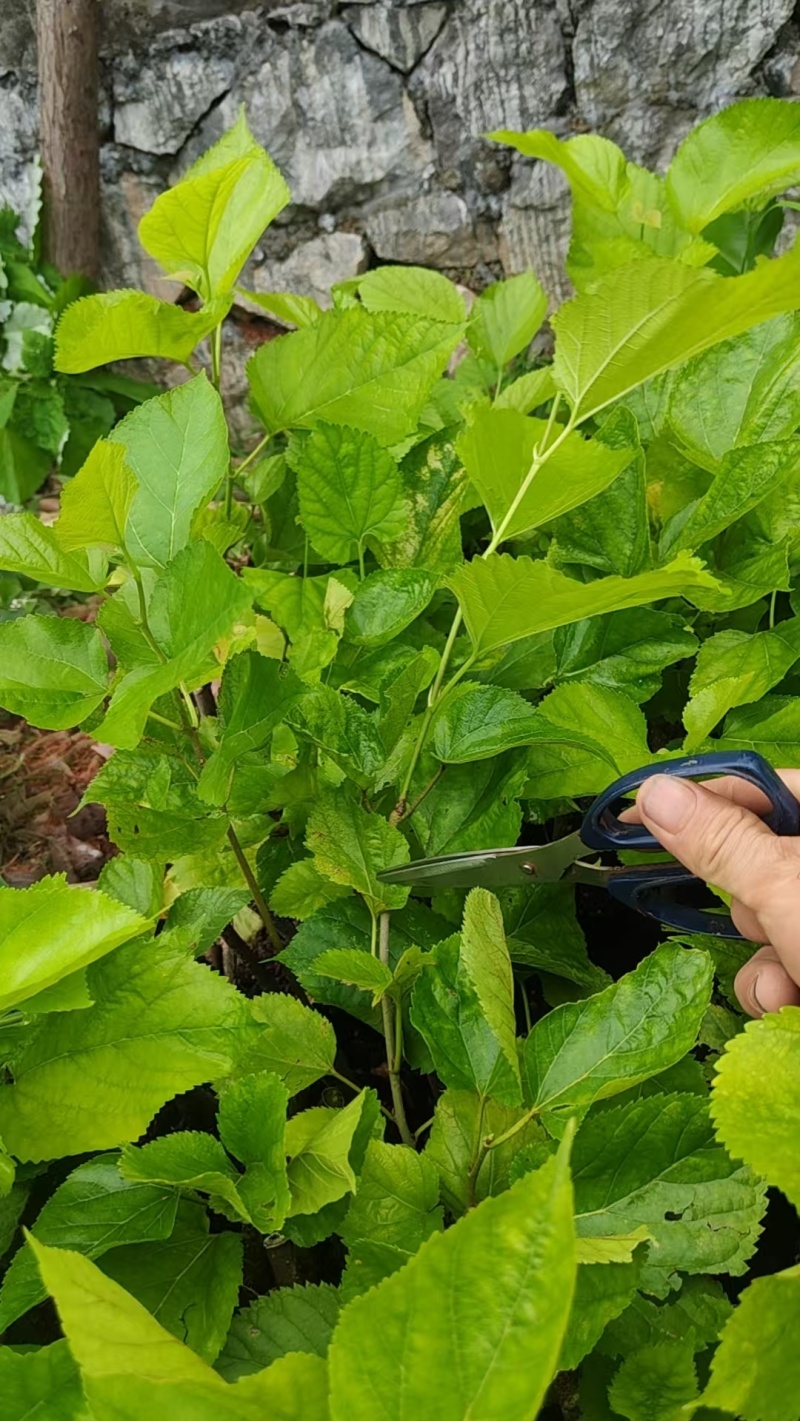 嫁接油桑树苗根系发达成活率高大量有货价格实惠欢迎联系