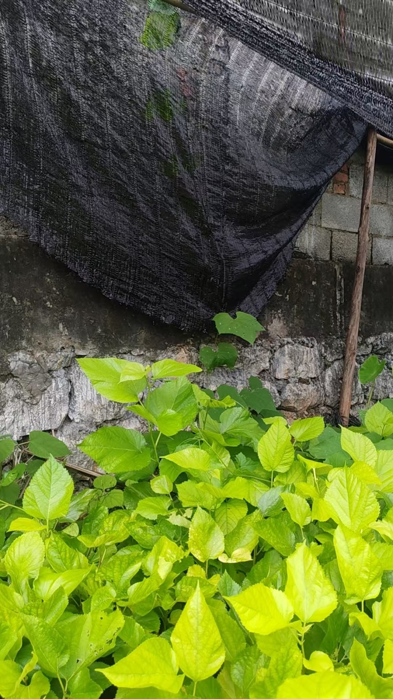 嫁接油桑树苗根系发达成活率高大量有货价格实惠欢迎联系