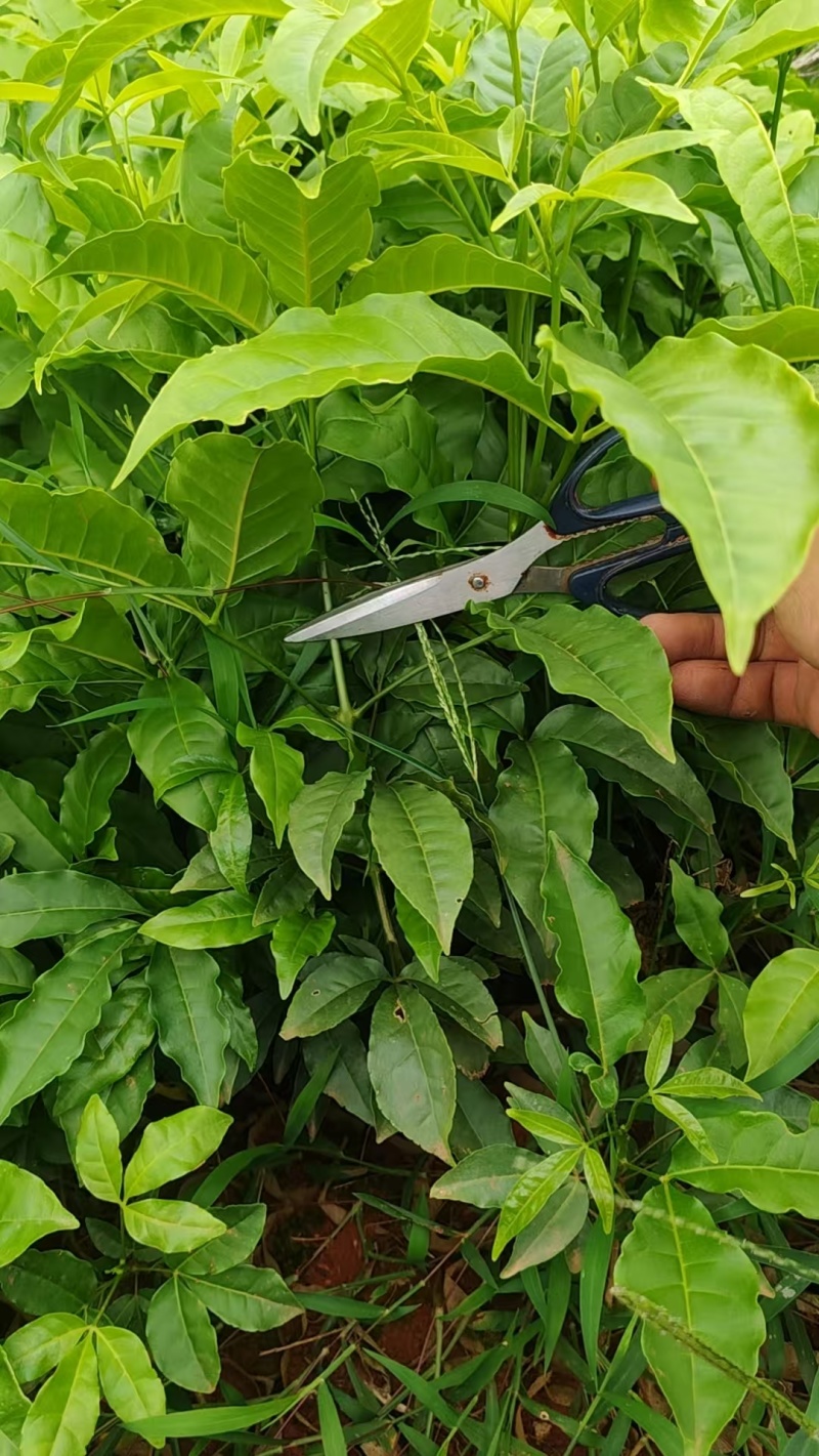 三叉苦苗药材苗三叉苦种苗常年育苗基地提供技术指导欢迎联系