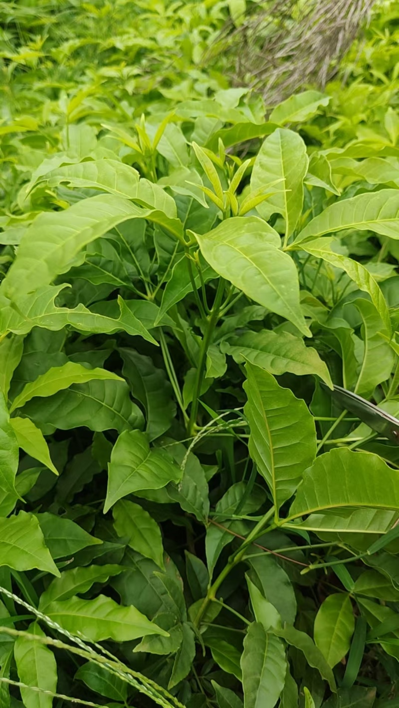 三叉苦苗药材苗三叉苦种苗常年育苗基地提供技术指导欢迎联系