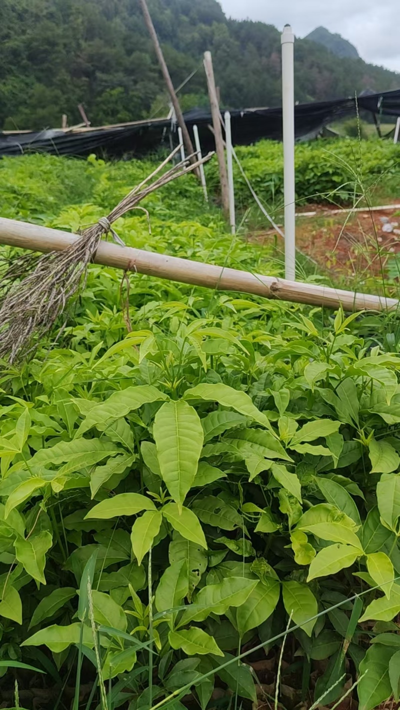三叉苦苗药材苗三叉苦种苗常年育苗基地提供技术指导欢迎联系