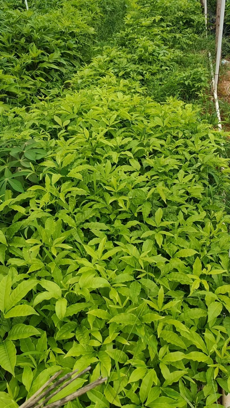 三叉苦苗药材苗三叉苦种苗常年育苗基地提供技术指导欢迎联系