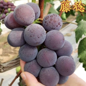 乒乓球葡萄藤稔葡萄产地直发量大从优品质保障可对接全国