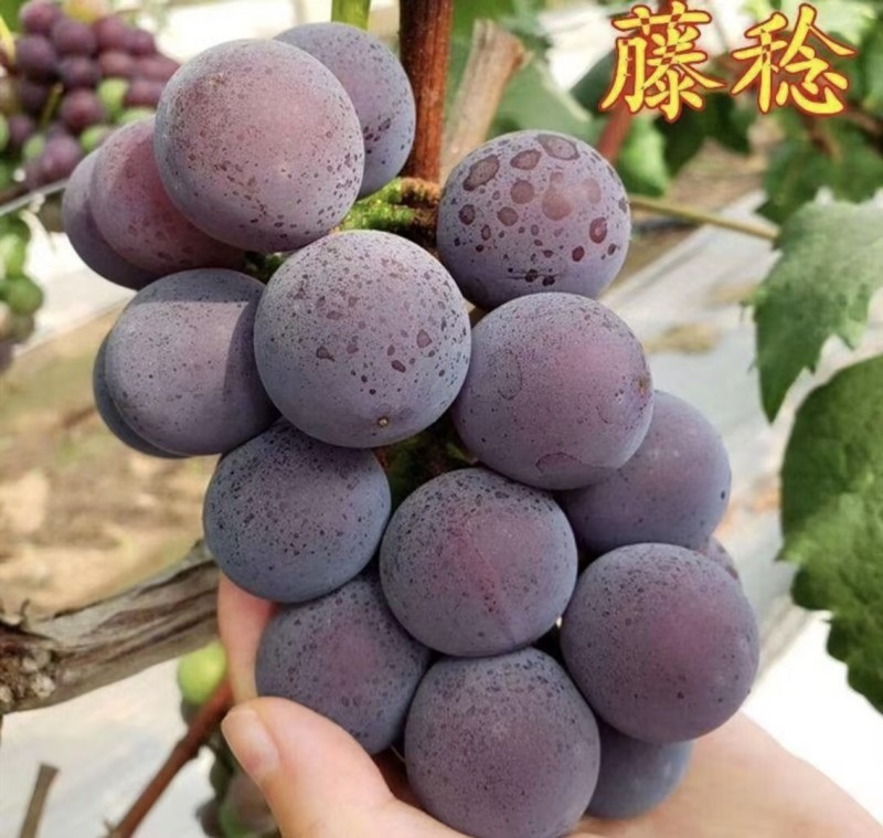 乒乓球葡萄藤稔葡萄产地直发量大从优品质保障可对接全国