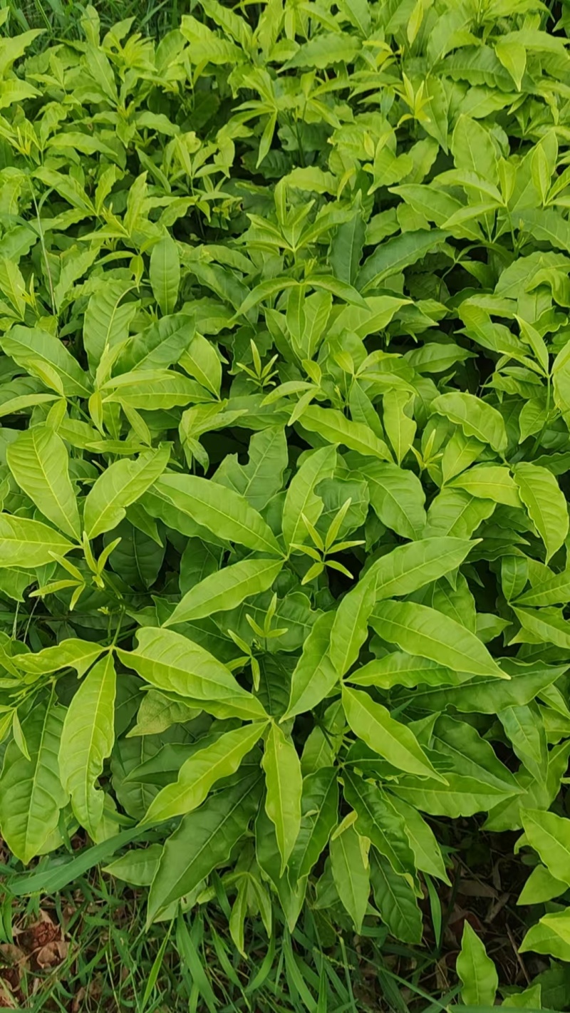 三叉苦苗药材苗三叉苦种苗常年育苗基地提供技术指导欢迎联系