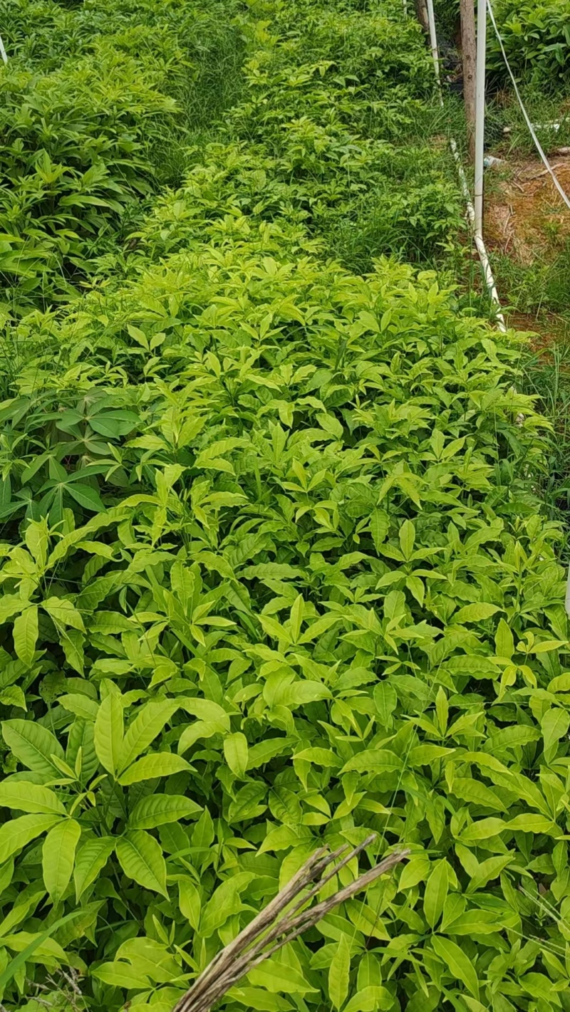 三叉苦苗药材苗三叉苦种苗常年育苗基地提供技术指导欢迎联系