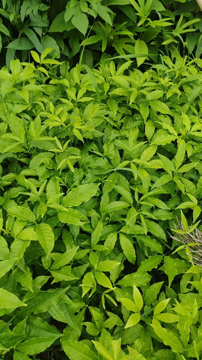三叉苦苗药材苗三叉苦种苗常年育苗基地提供技术指导欢迎联系