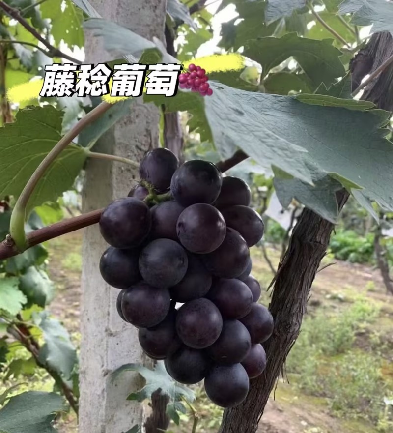 乒乓球葡萄藤稔葡萄产地直发量大从优品质保障可对接全国
