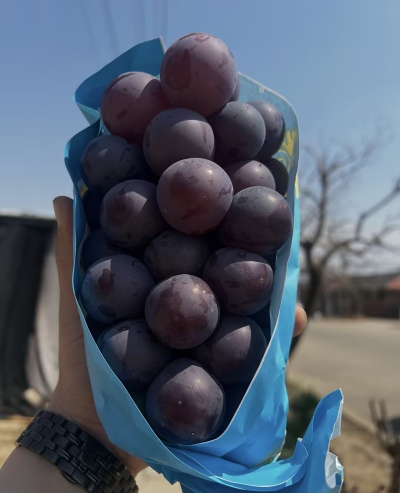 乒乓球葡萄藤稔葡萄产地直发量大从优品质保障可对接全国