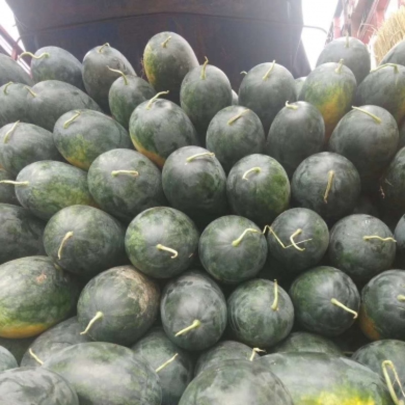 湖北精品黑美人西瓜产地直发货源充足量大价优