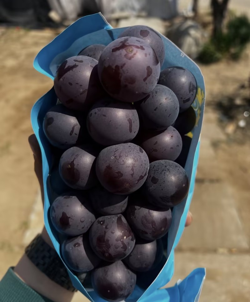 藤稔葡萄乒乓球葡萄🍇几十万斤品质保障可对接全国电商市场