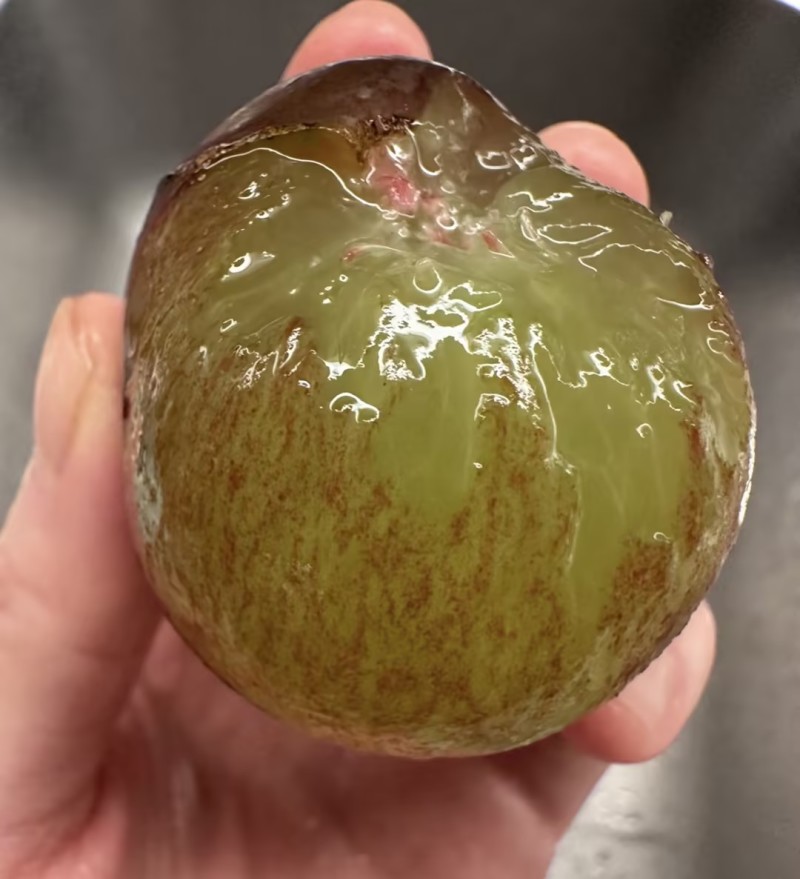藤稔葡萄乒乓球葡萄🍇几十万斤品质保障可对接全国电商市场
