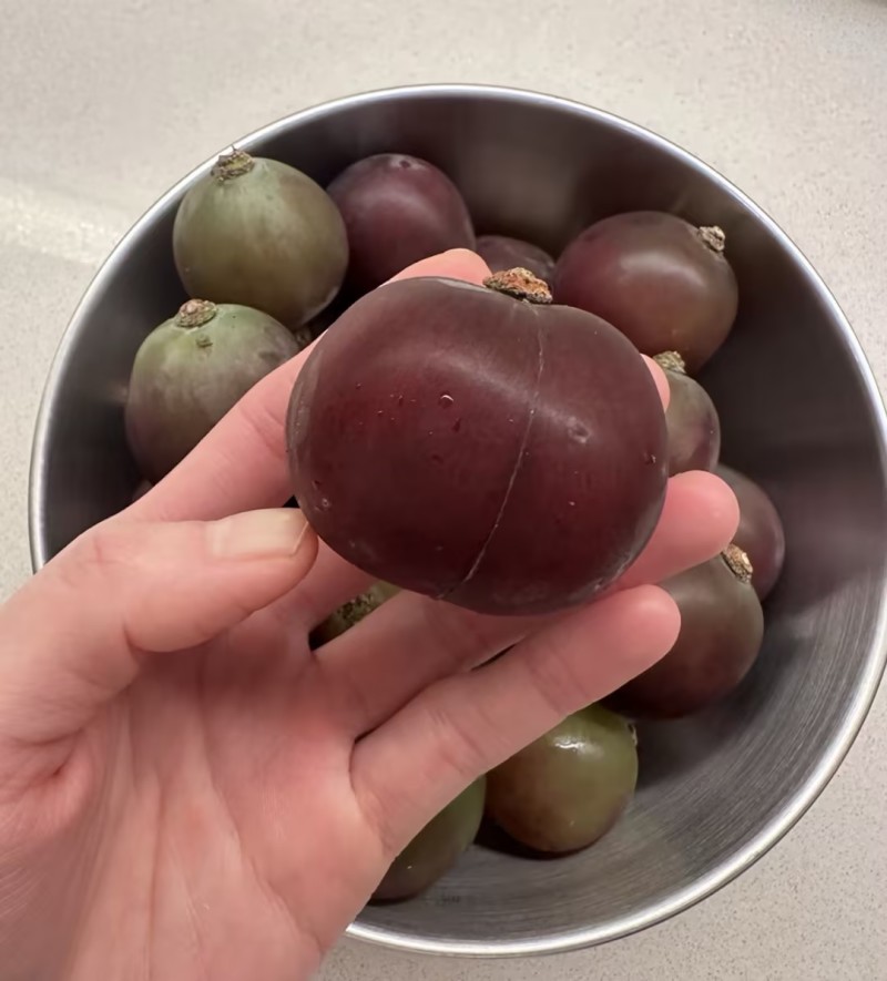 藤稔葡萄乒乓球葡萄🍇几十万斤品质保障可对接全国电商市场