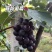 藤稔葡萄乒乓球葡萄🍇几十万斤品质保障可对接全国电商市场