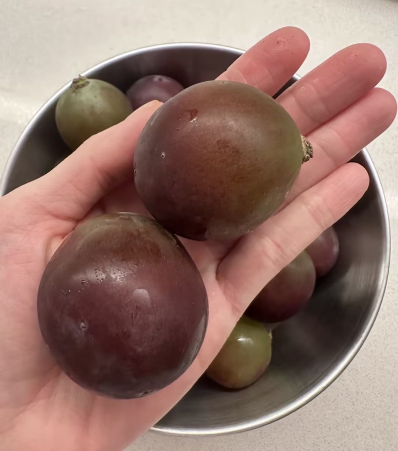 藤稔葡萄乒乓球葡萄🍇几十万斤品质保障可对接全国电商市场