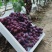 藤稔葡萄乒乓球葡萄🍇几十万斤品质保障可对接全国电商市场