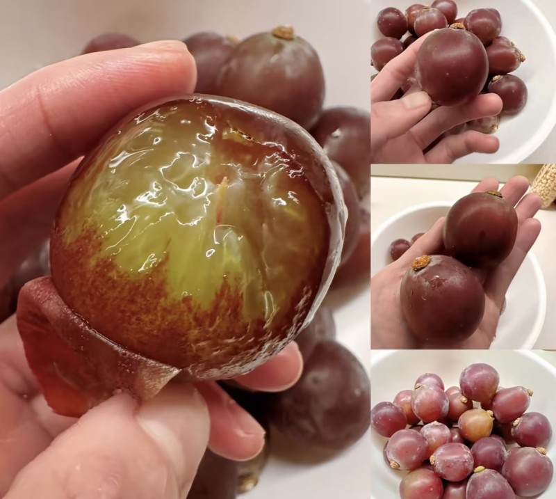 藤稔葡萄乒乓球葡萄🍇几十万斤品质保障可对接全国电商市场