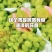 维多利亚葡萄产地直发量大从优可视频看货对接全国客商等