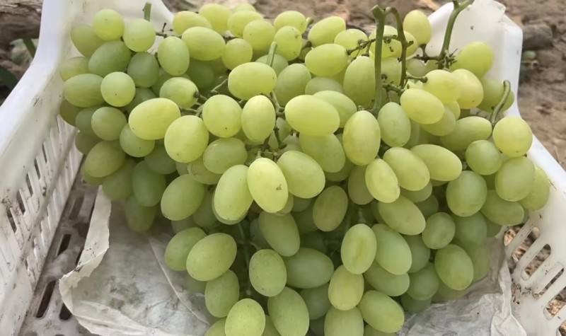 维多利亚葡萄产地直发量大从优可视频看货对接全国客商等