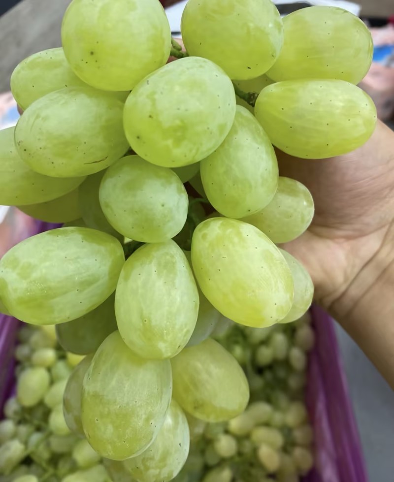 维多利亚葡萄产地直发量大从优可视频看货对接全国客商等