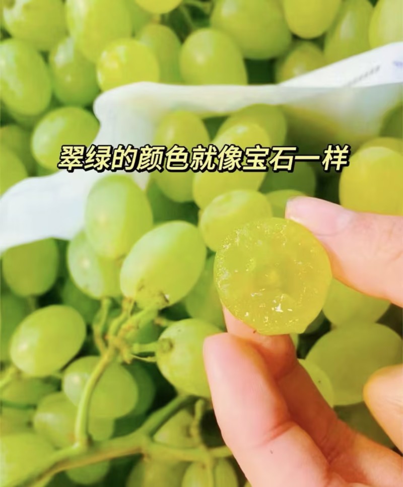 维多利亚葡萄精品青提几十万斤一站式一条龙服务欢迎采购