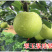 湖北本地精品翠冠玉产地直发货源充足价格便宜欢迎联系
