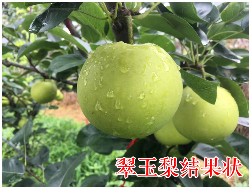 湖北本地精品翠冠玉产地直发货源充足价格便宜欢迎联系