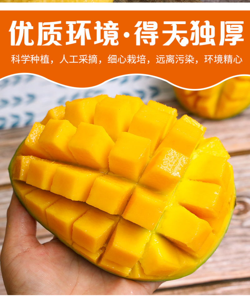供应链一件代发四川攀枝花凯特芒果供应电商平台直播等