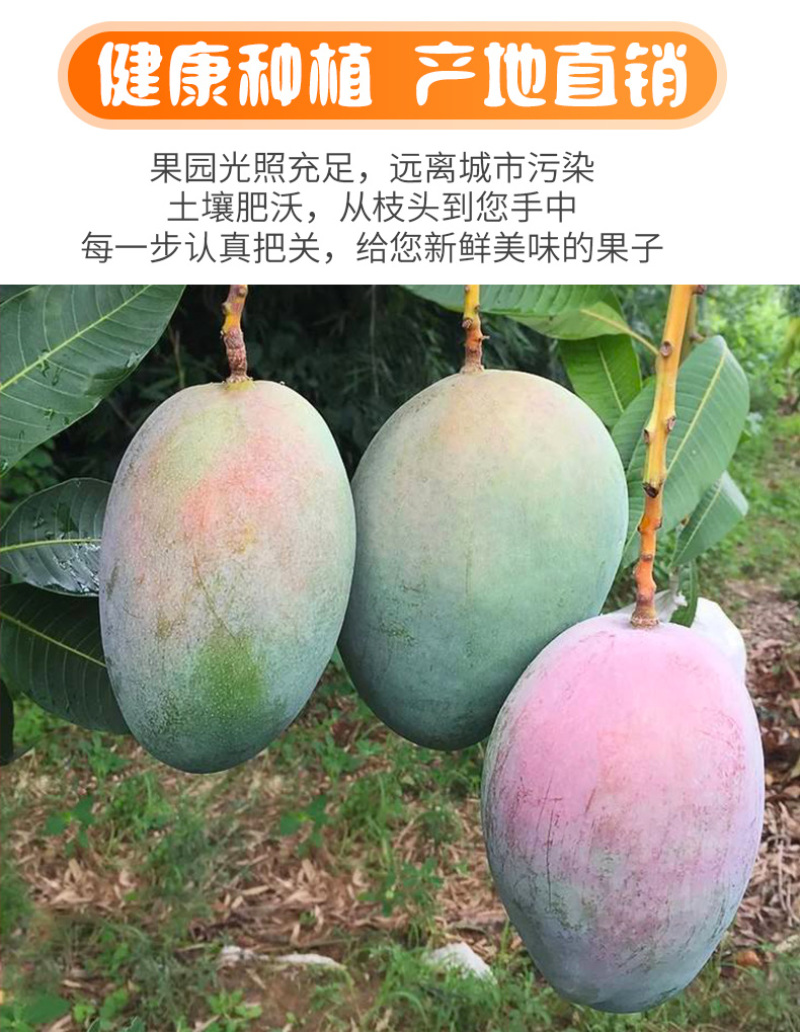 供应链一件代发四川攀枝花凯特芒果供应电商平台直播等