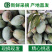 供应链一件代发四川攀枝花凯特芒果供应电商平台直播等