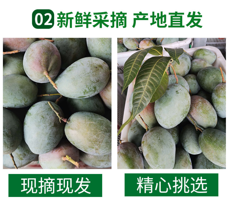 供应链一件代发四川攀枝花凯特芒果供应电商平台直播等