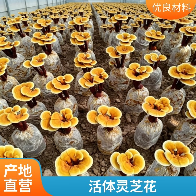 活体观赏灵芝菌包赤灵芝种植菌棒种植基地直供
