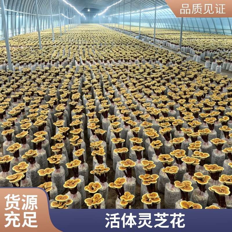 活体观赏灵芝菌包赤灵芝种植菌棒种植基地直供