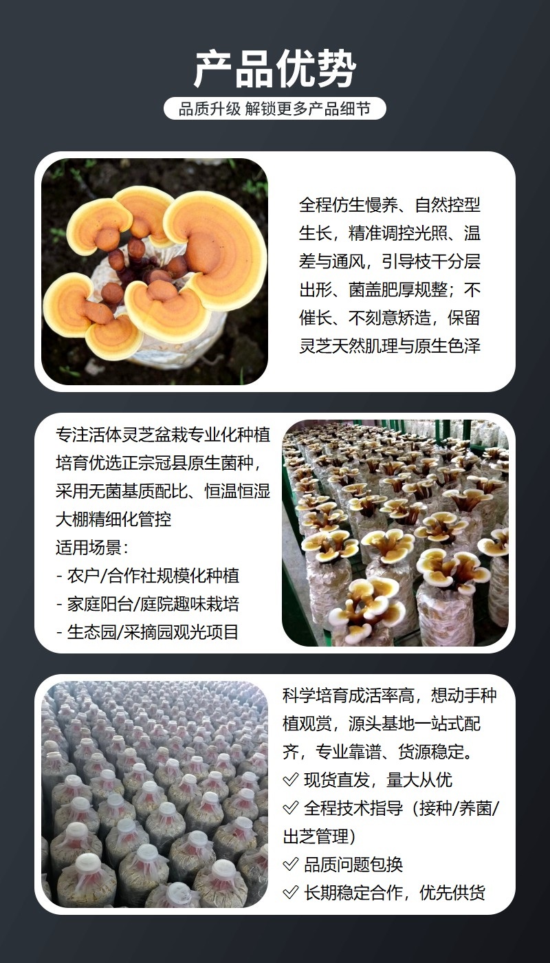 活体观赏灵芝菌包赤灵芝种植菌棒种植基地直供