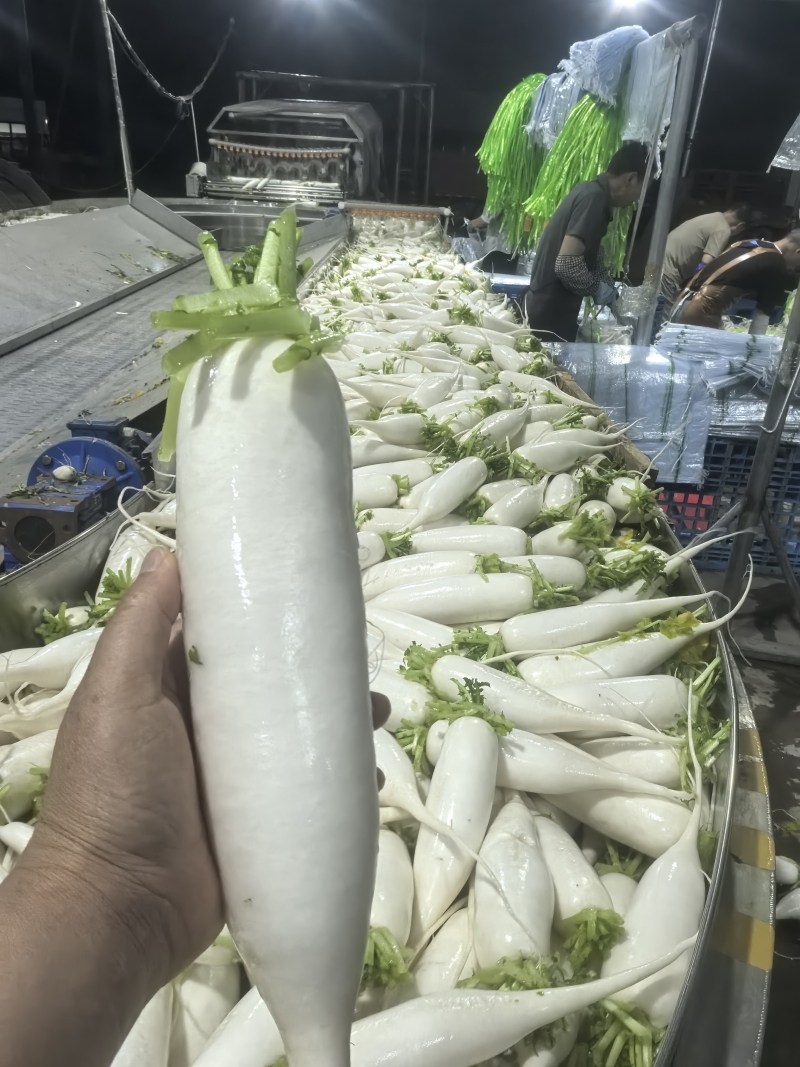 【热卖中】陕西定边白萝卜/大量上市/对接全国市场/商超/电商