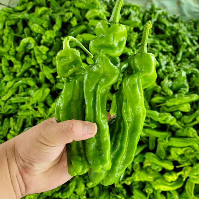 【热卖中】陕西定边芜湖椒/大量上市/对接全国市场/商超/电商
