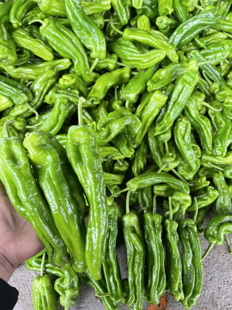 【热卖中】陕西定边芜湖椒/大量上市/对接全国市场/商超/电商