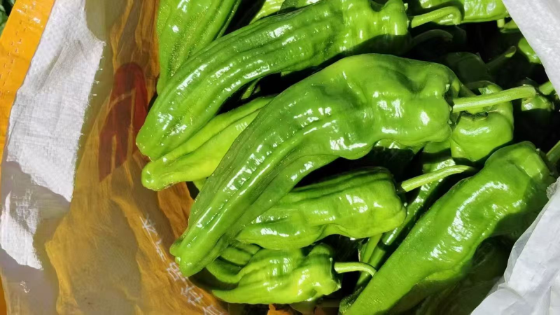 【热卖中】陕西定边芜湖椒/大量上市/对接全国市场/商超/电商