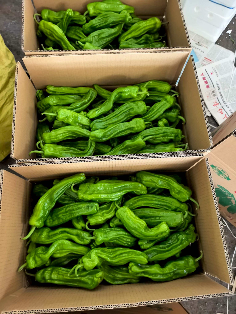 【热卖中】陕西定边芜湖椒/大量上市/对接全国市场/商超/电商